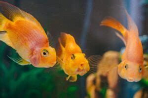 魚缸可以養什麼|新手養魚懶人包!帶你了解養魚需要什麼水族用品清單